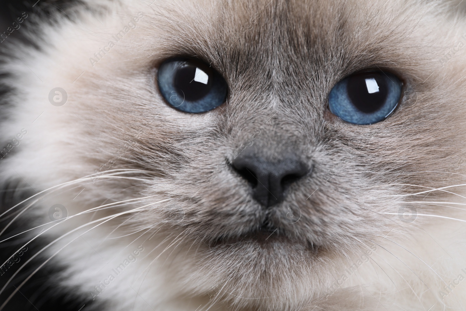 Photo of Birman cat with beautiful blue eyes on dark background, closeup