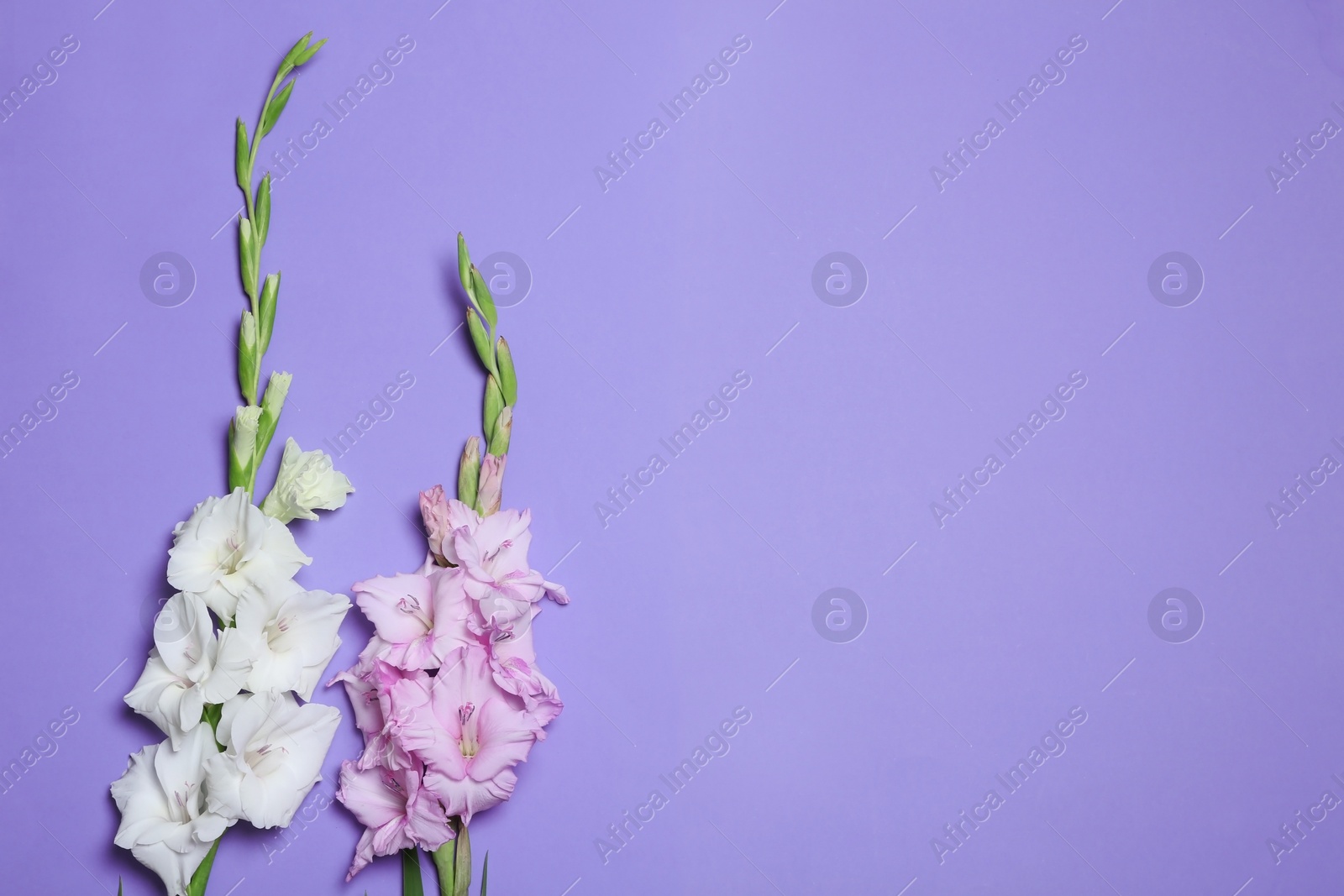 Photo of Beautiful gladiolus flowers on violet background, flat lay. Space for text