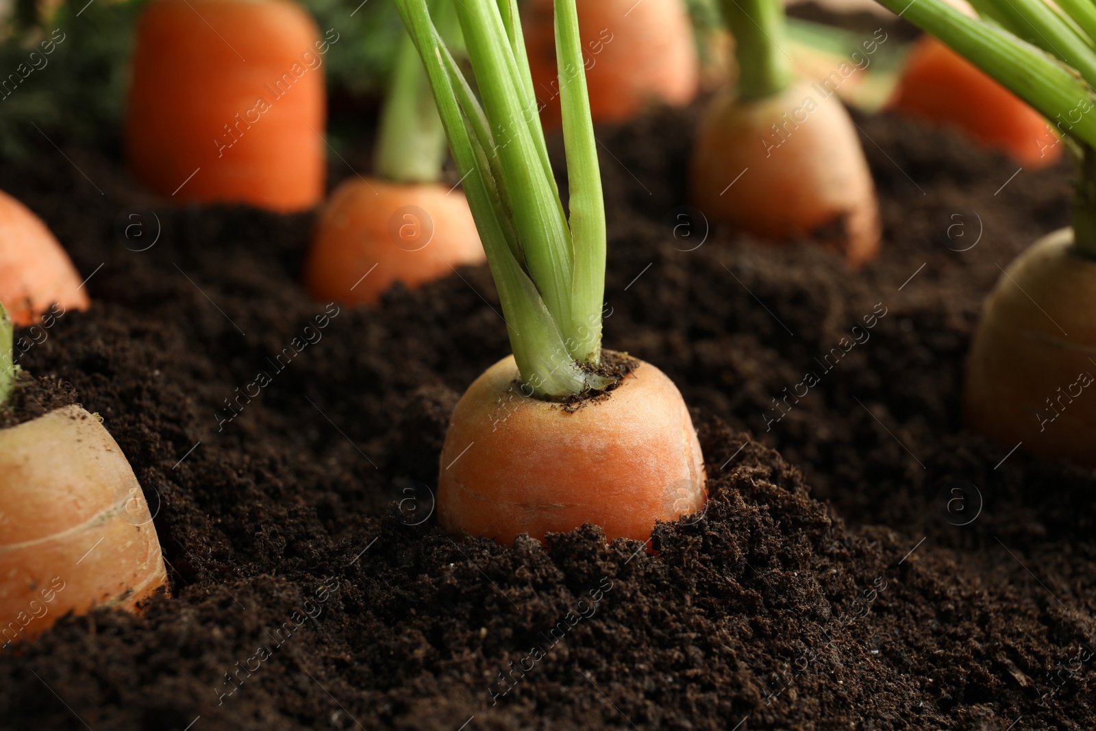 Photo of Ripe carrots in soil, closeup. Healthy diet