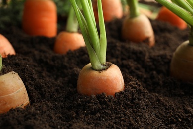 Photo of Ripe carrots in soil, closeup. Healthy diet