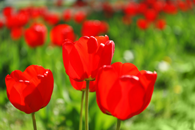 Blossoming tulips outdoors on sunny spring day