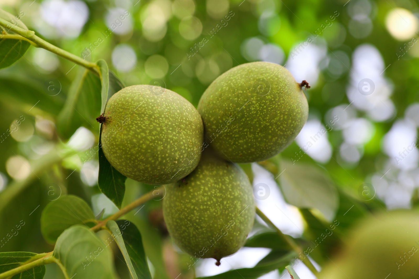 Photo of Green unripe walnuts growing on tree outdoors, closeup