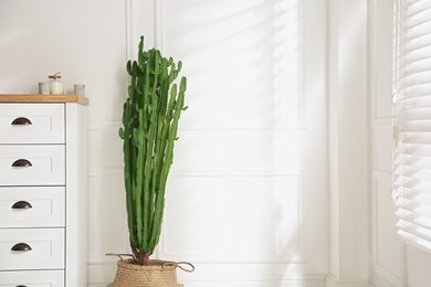 Photo of Stylish room with beautiful potted cactus, space for text. Interior design