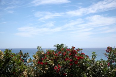 Photo of Beautiful bushes near tranquil sea on sunny summer day
