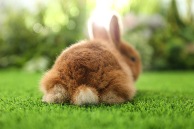 Photo of Adorable fluffy bunny on green grass, closeup. Easter symbol