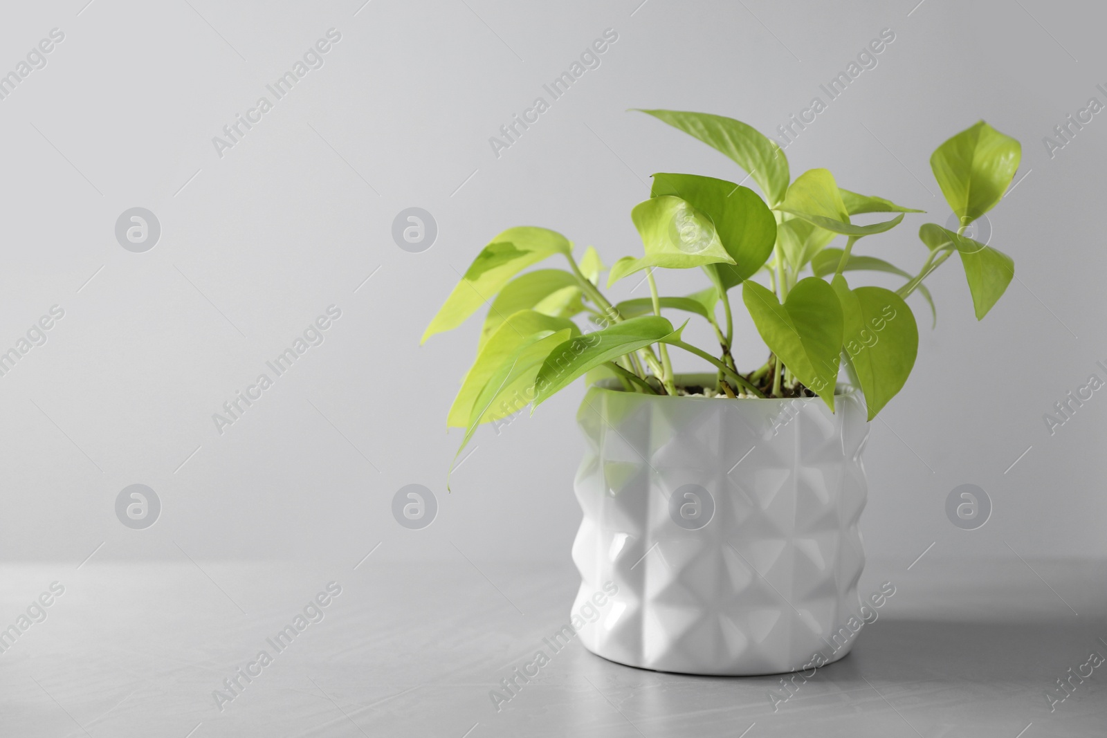 Photo of Beautiful houseplant in pot on light background. Space for text