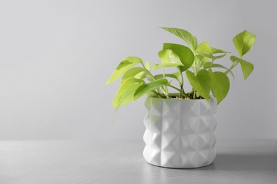 Beautiful houseplant in pot on light background. Space for text
