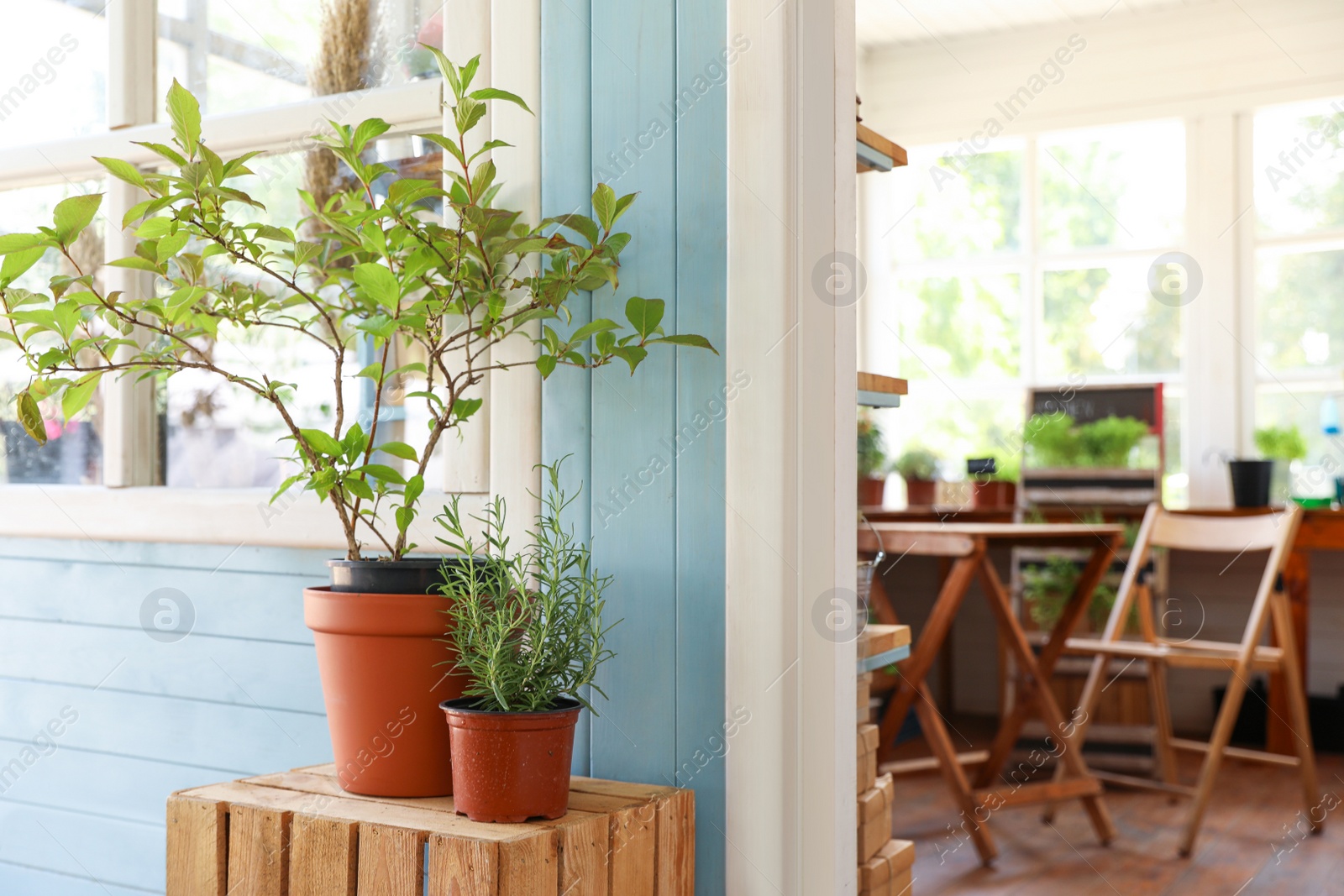 Photo of Potted home plants on wooden crate near house, space for text