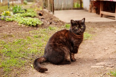 Adorable dark cat sitting on ground outdoors