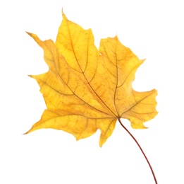 Photo of Beautiful autumn leaf on white background. Fall foliage