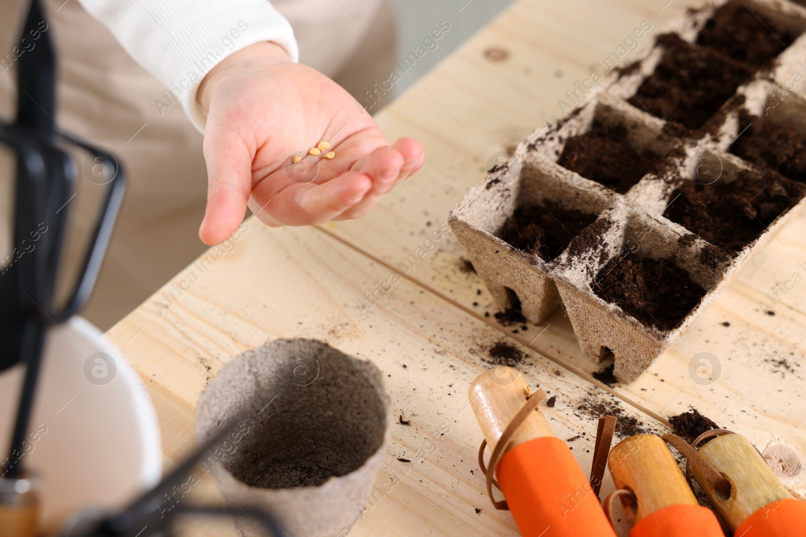 Photo of Little girl planting vegetable seeds into peat pots with soil at wooden table, closeup