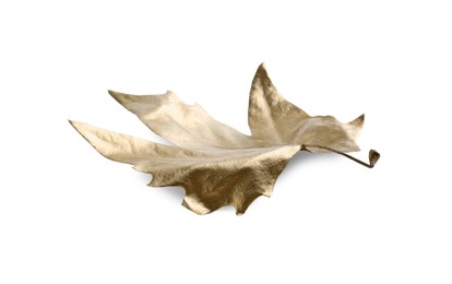 Photo of One golden maple leaf isolated on white. Autumn season