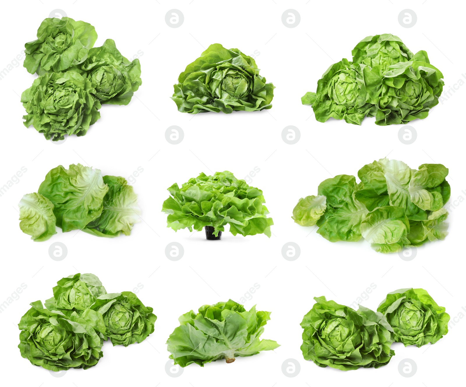 Image of Set of fresh butterhead lettuce on white background, different views