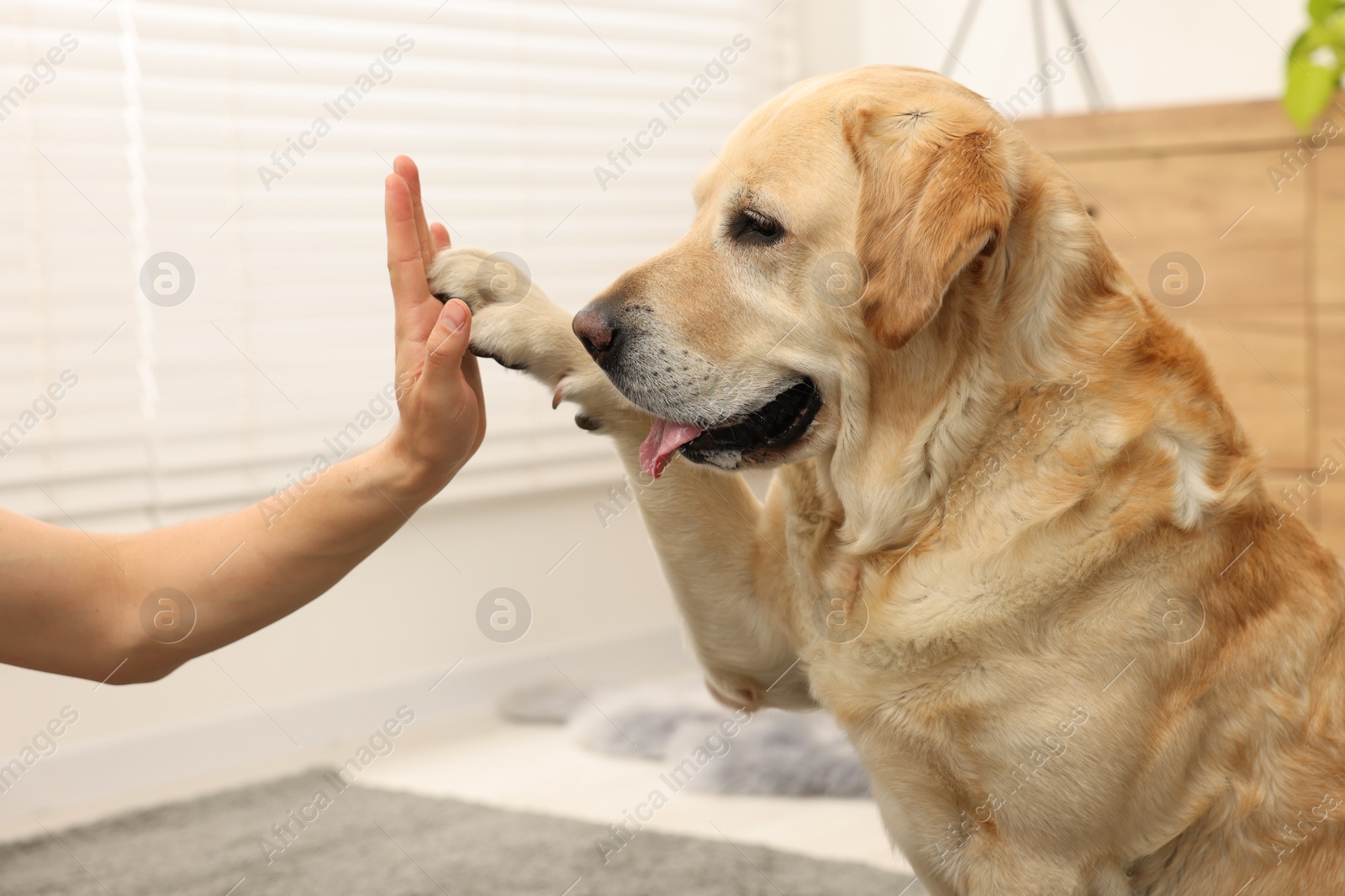 Photo of Cute Labrador Retriever dog giving high five to man at home