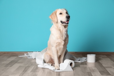 Photo of Cute dog playing with rolls of toilet paper on floor against color wall