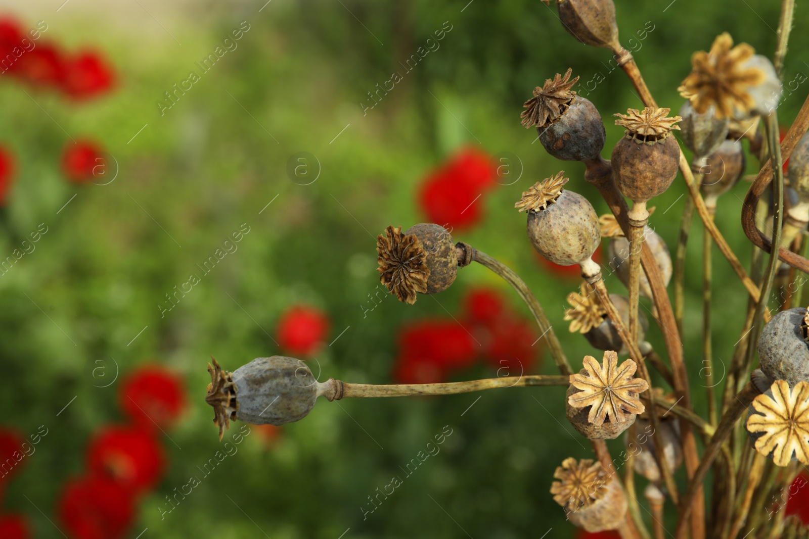 Photo of Dry poppy heads outdoors, closeup. Space for text