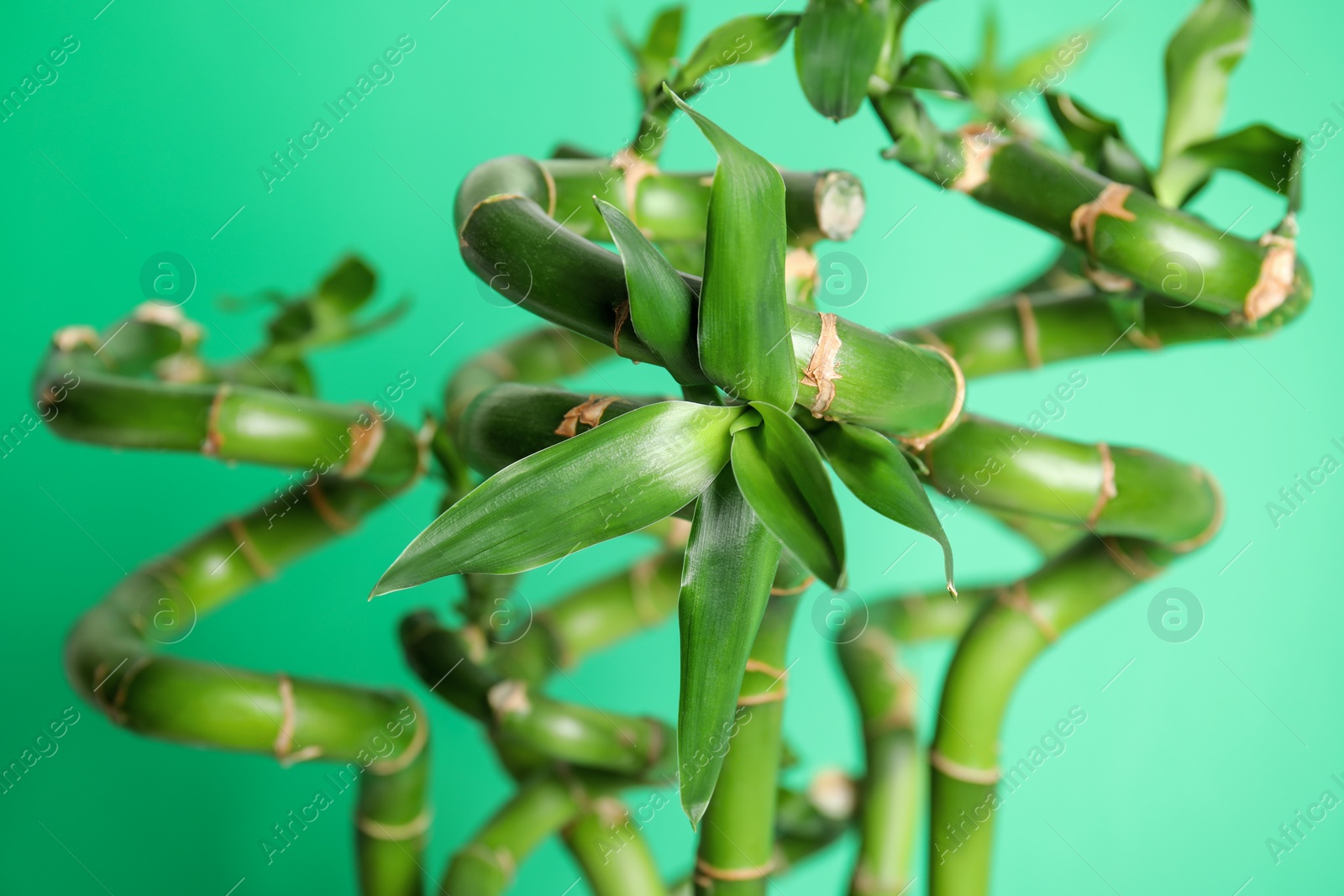 Photo of Beautiful bamboo stems on light green background, closeup