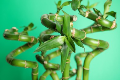 Beautiful bamboo stems on light green background, closeup