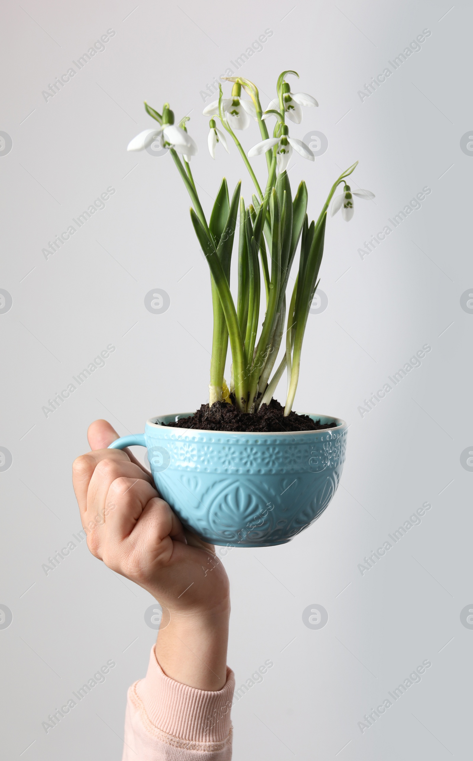 Photo of Woman holding turquoise cup with planted snowdrops on light background, closeup