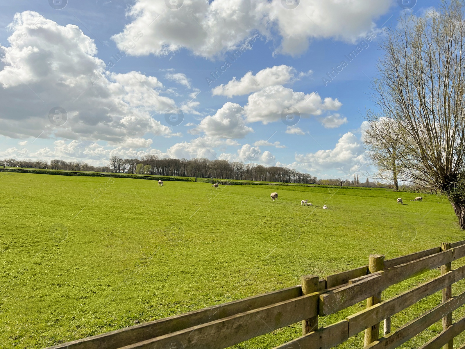 Photo of Beautiful rural landscape with sheep grazing on green field