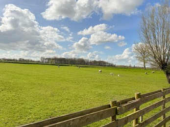 Beautiful rural landscape with sheep grazing on green field