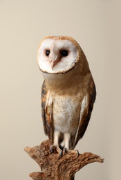 Photo of Beautiful common barn owl on tree against beige background