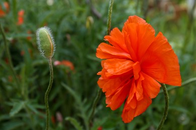 Photo of Beautiful bright red poppy flower outdoors, closeup. Space for text