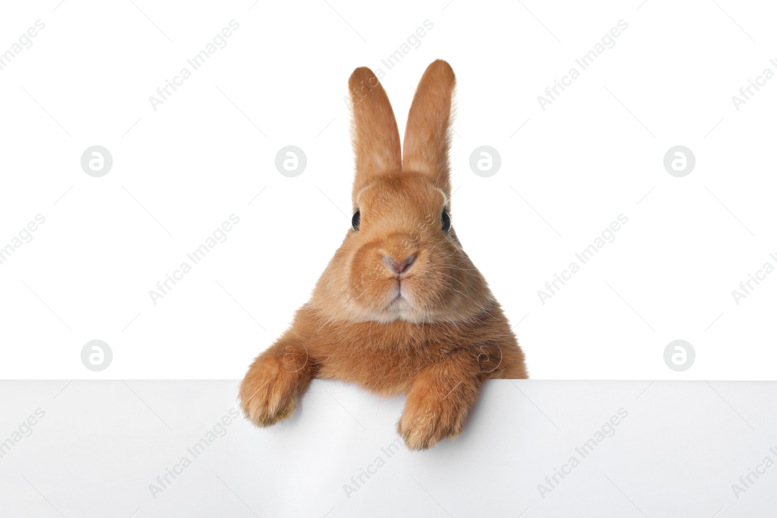 Photo of Cute bunny isolated on white. Easter symbol