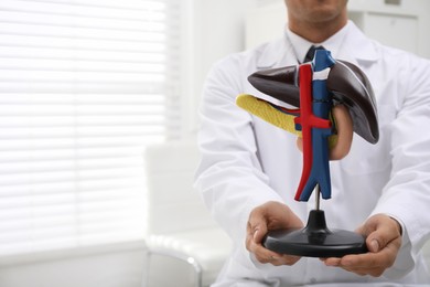 Photo of Doctor demonstrating model of liver in clinic, closeup. Space for text