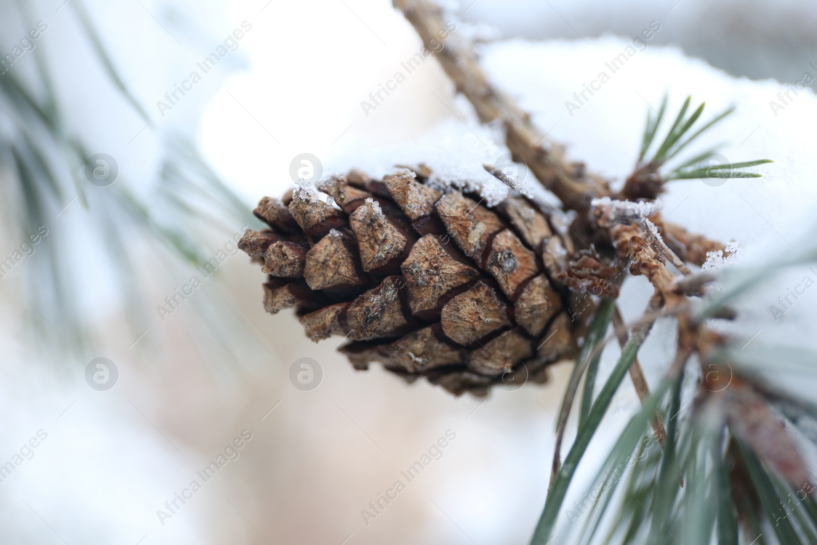 Photo of Snowy pine branch with cone on blurred background, closeup. Winter season