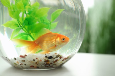 Beautiful bright small goldfish in round glass aquarium on table, closeup