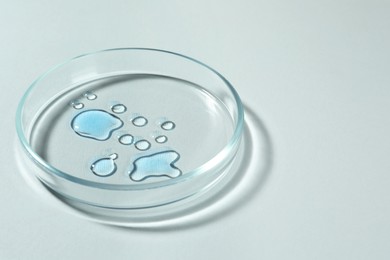 Petri dish with color liquid on white background. Space for text
