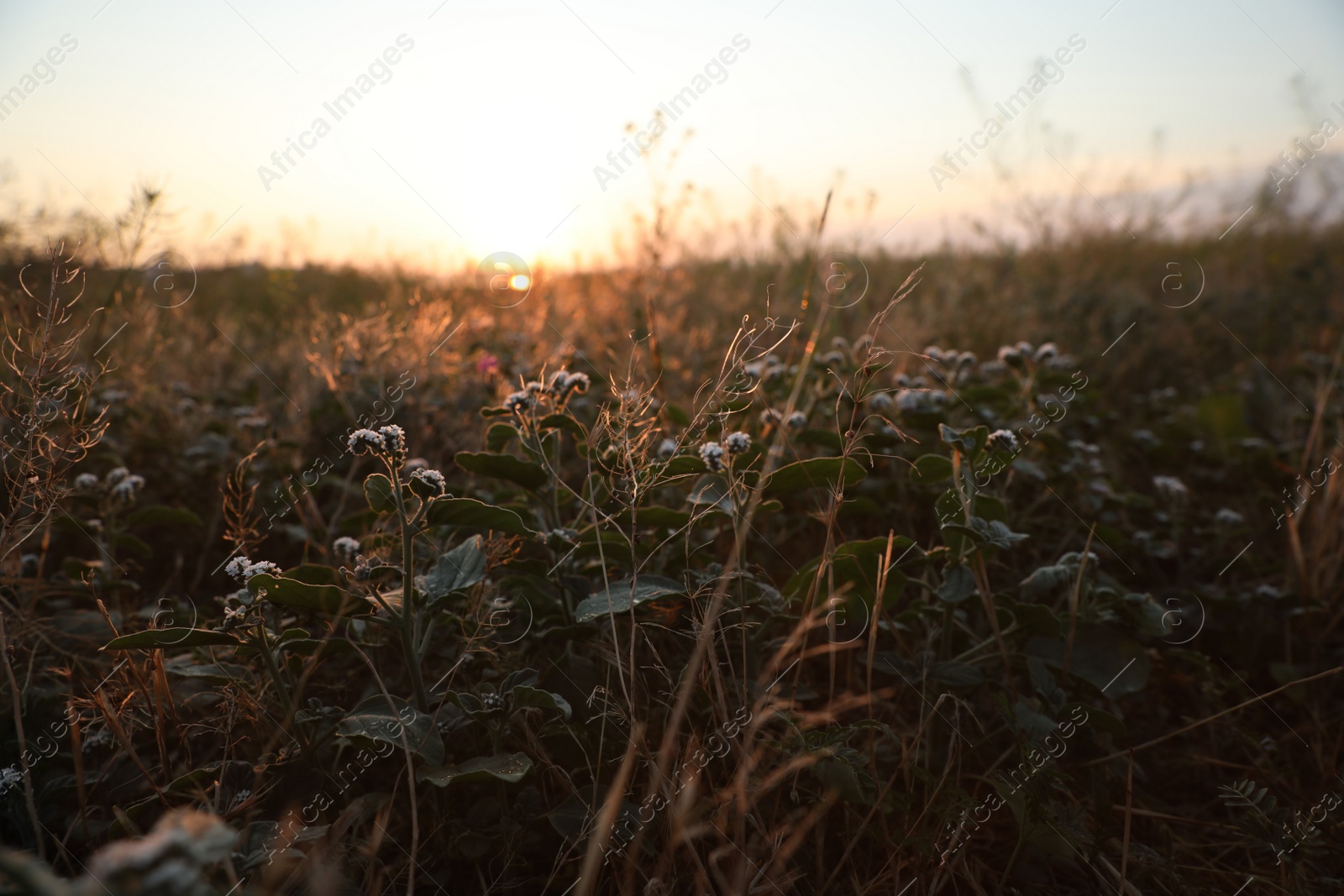 Photo of Beautiful wild flowers in field at sunrise. Early morning landscape