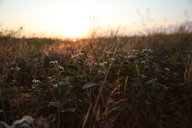 Photo of Beautiful wild flowers in field at sunrise. Early morning landscape