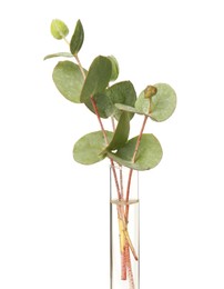 Photo of Eucalyptus branch with green leaves in test tube on white background