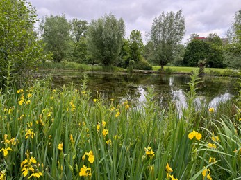 Photo of Picturesque view of trees and yellow iris flowers growing near lake outdoors