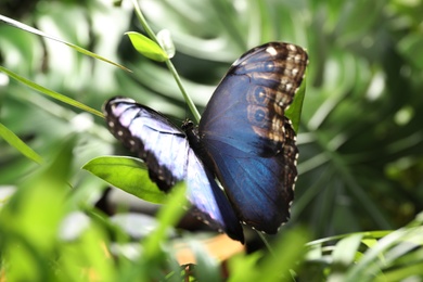 Photo of Beautiful common morpho butterfly on green plant in garden