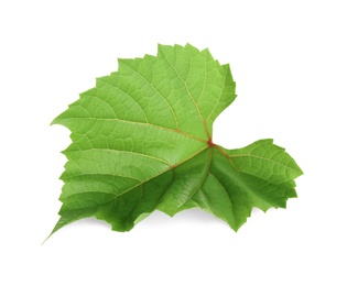 Fresh green leaf isolated on white. Grape plant