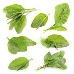 Set with fresh broadleaf plantain plants on white background 