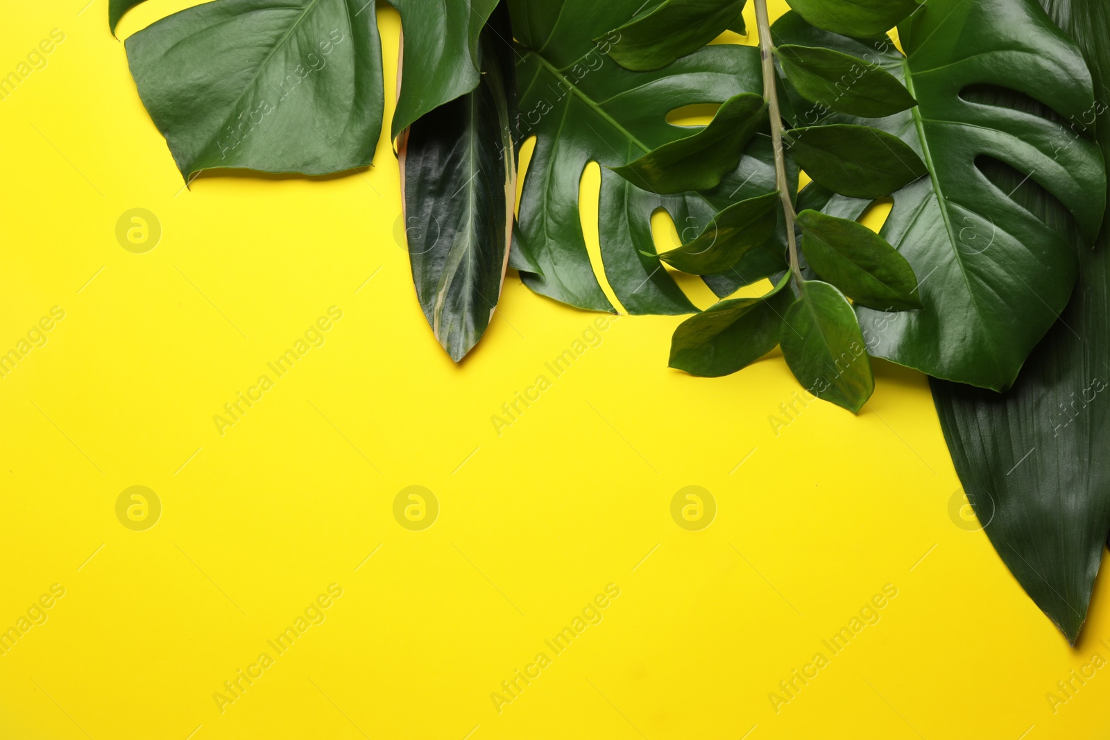 Photo of Flat lay composition with tropical leaves and space for text on color background