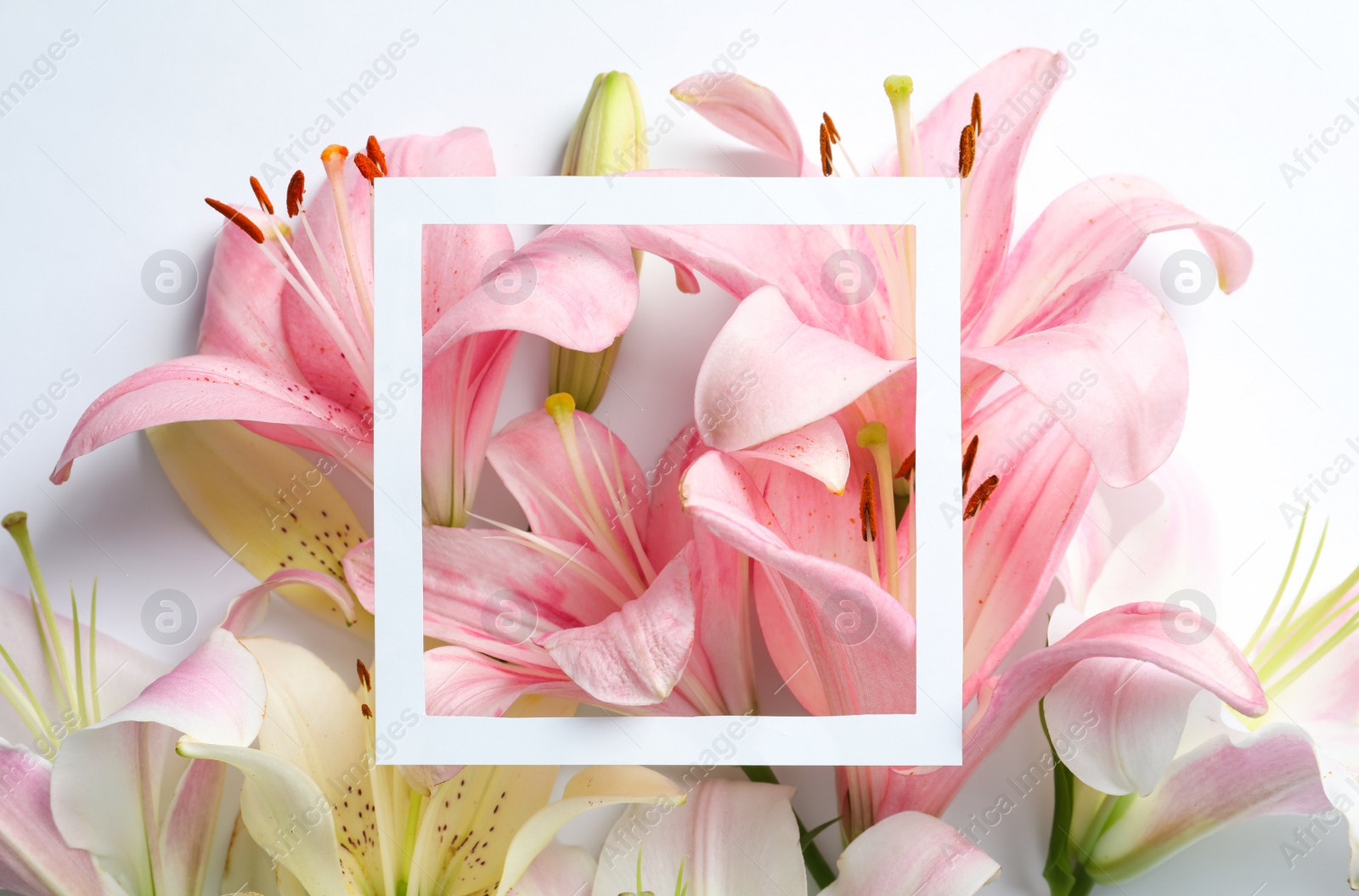 Photo of Composition with beautiful blooming lily flowers and frame on white background