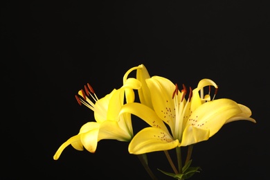 Photo of Beautiful blooming lily flowers on black background