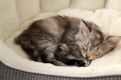 Photo of Cute fluffy kitten sleeping on pet bed