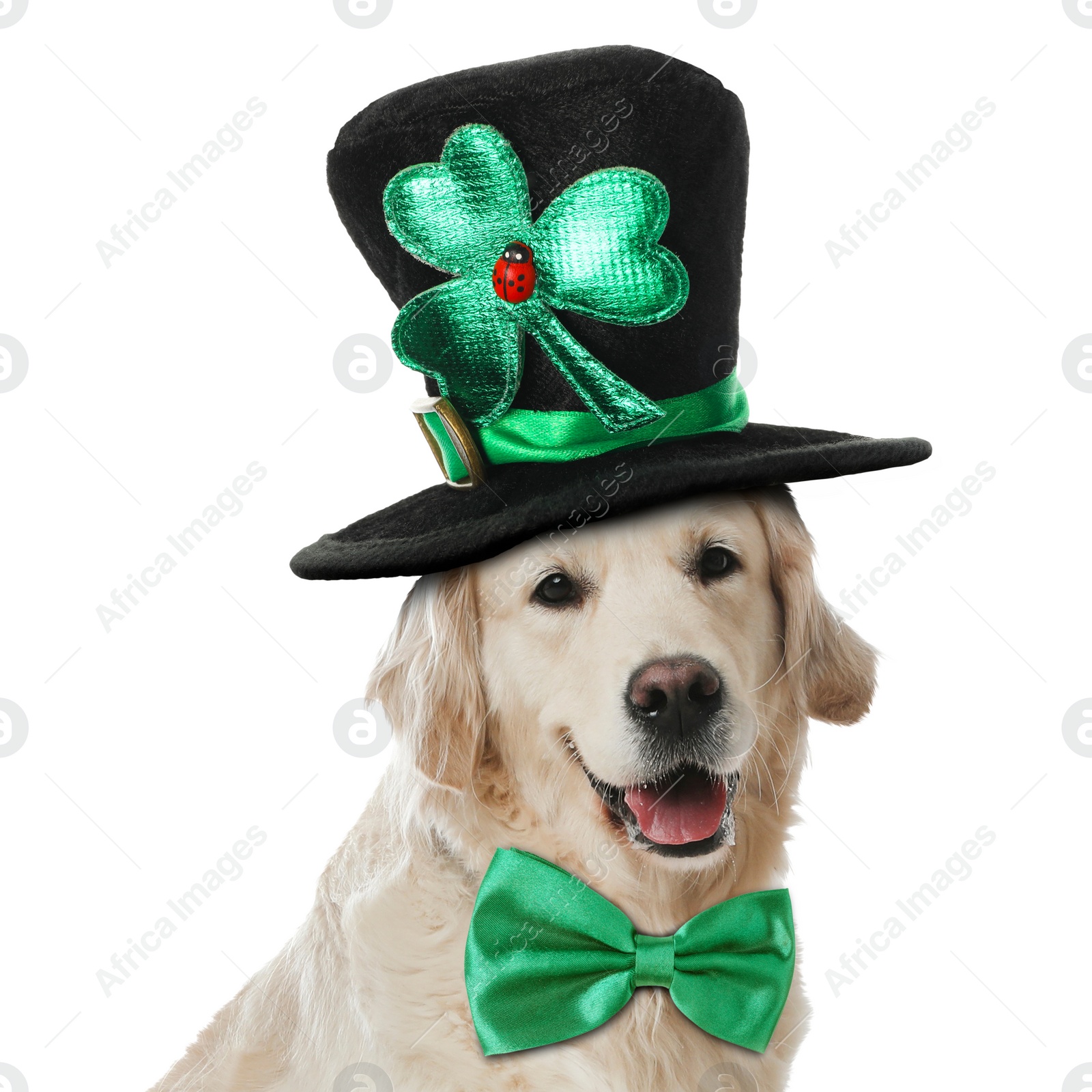 Image of St. Patrick's day celebration. Cute Golden Retriever dog with leprechaun hat and green bow tie isolated on white