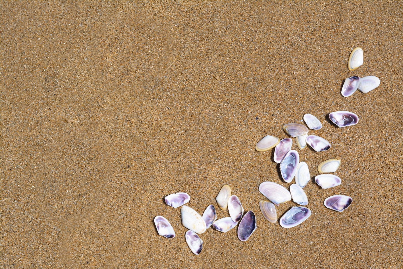 Photo of Many beautiful sea shells on wet sand, flat lay. Space for text