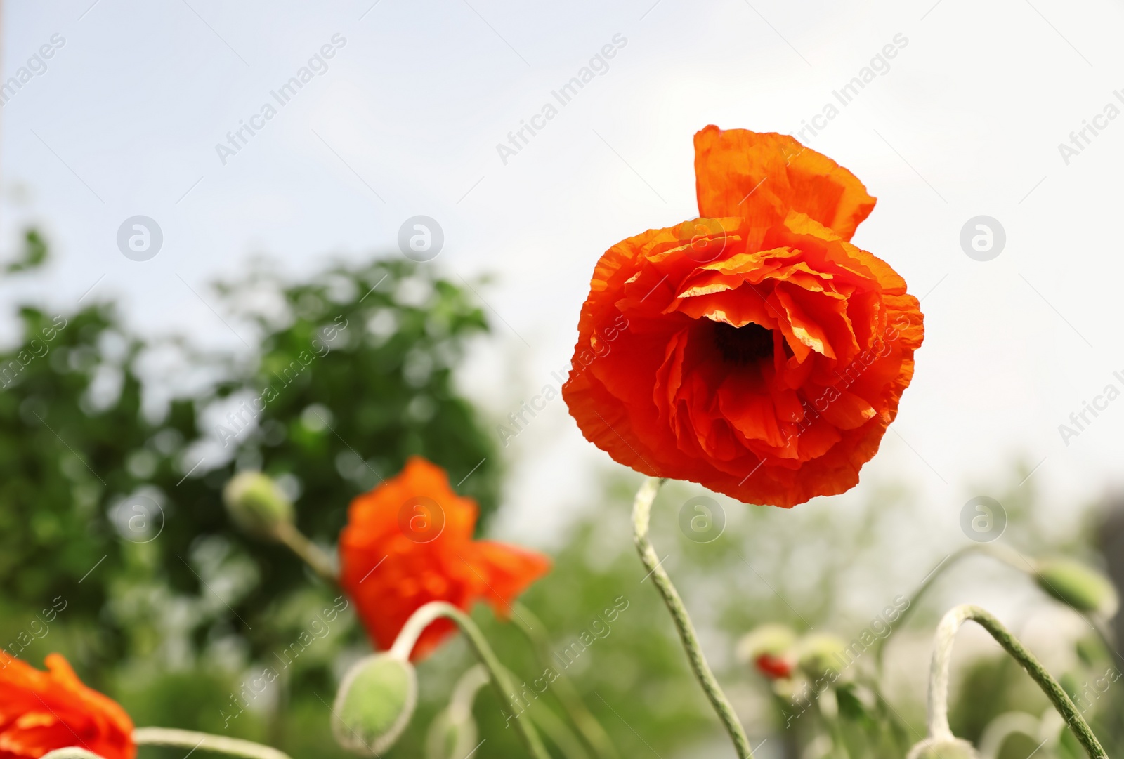 Photo of Blooming red poppy flower outdoors on spring day, closeup