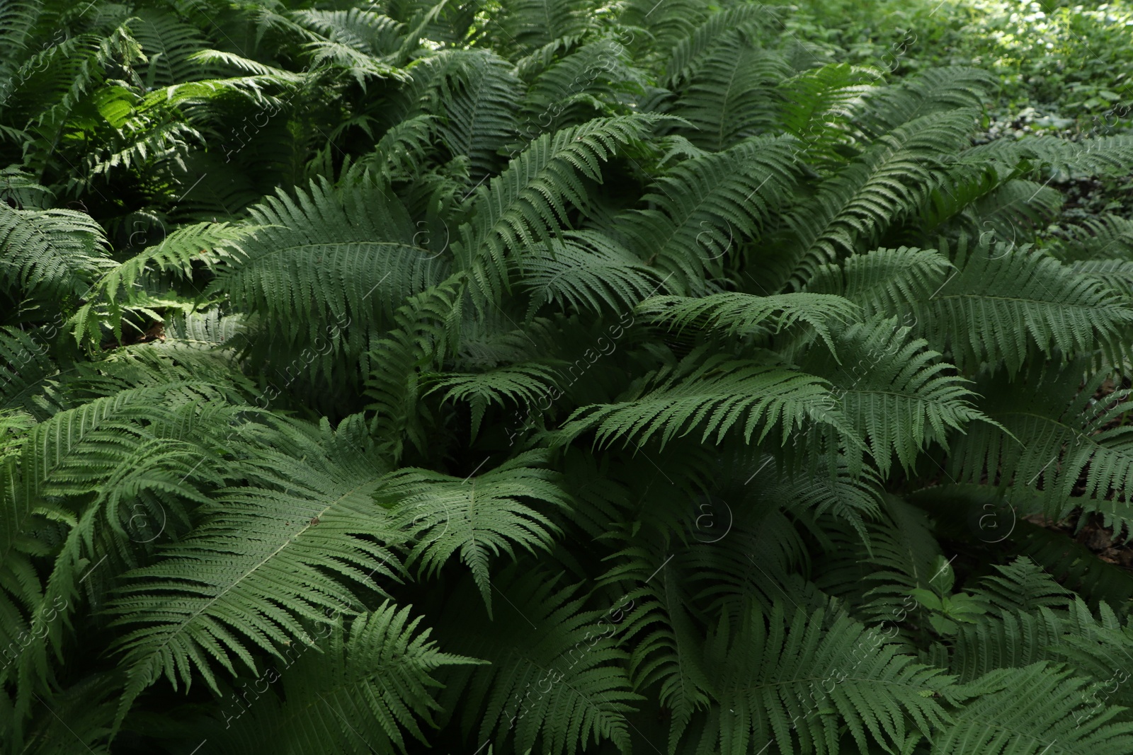 Photo of Beautiful fern with lush green leaves growing outdoors