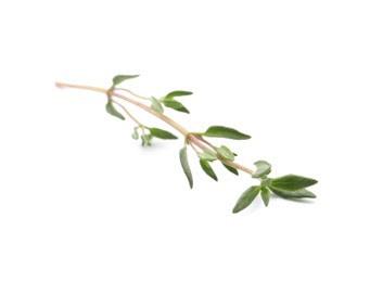 Aromatic thyme sprig on white background. Fresh herb