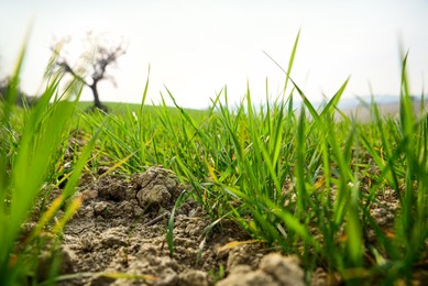 Clay soil field with lush green grass