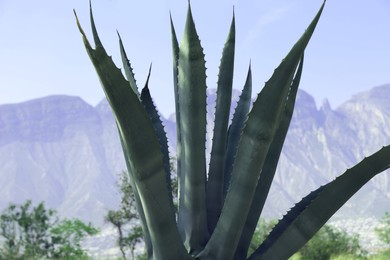 Beautiful Agave plant growing outdoors on sunny day, closeup